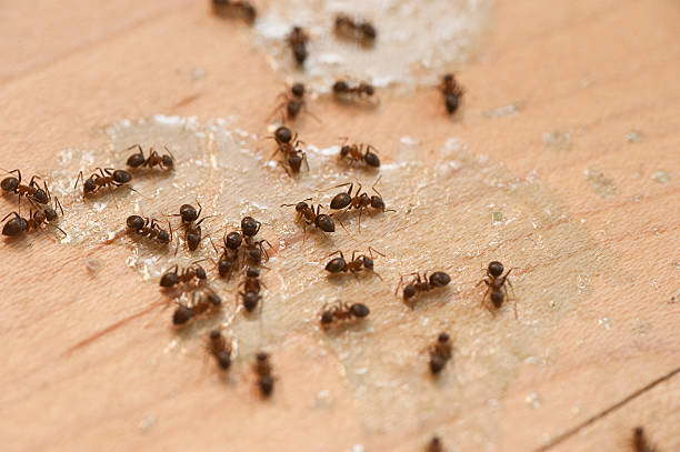 Best Residential Pest Control  in Hallowell, ME